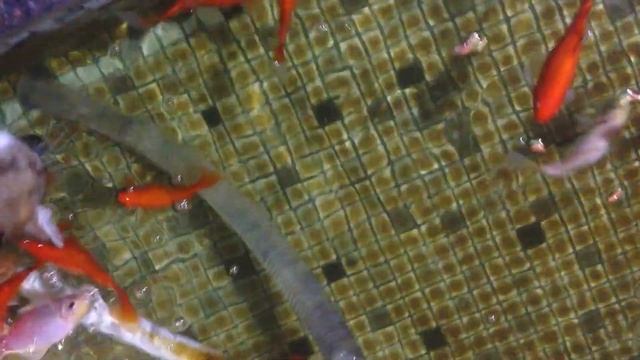 Карась красный прудовой смотреть онлайн