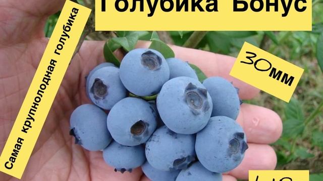 приглашаем всех желающих на лекцию " Ягодное лукошко.«Садовая голубика, клюква, брусника" 25.11.202 смотреть онлайн