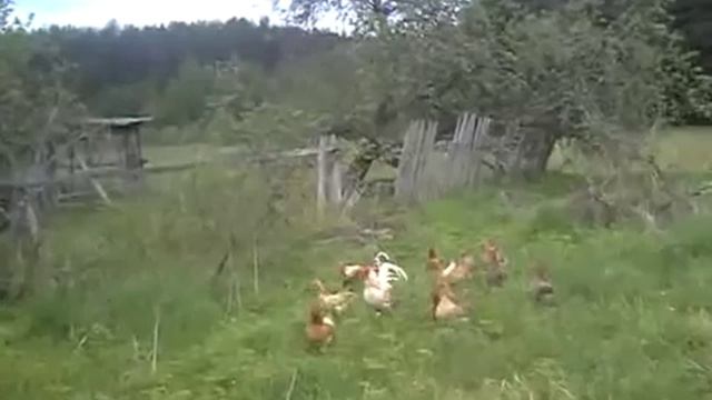 Курочка ряба смотреть онлайн
