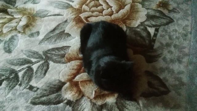 Как спать захотелось!?? смотреть онлайн