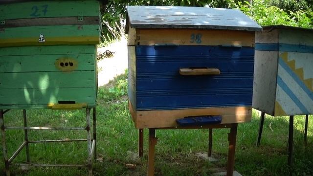 Поздний отводок. Когда его ещё можно делать?