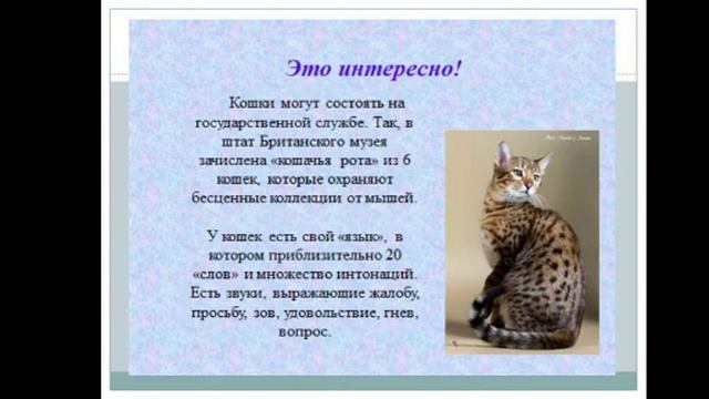 Собаки и кошки. Класс: 2. Родиноведение. Костюкова Т. Н. смотреть онлайн