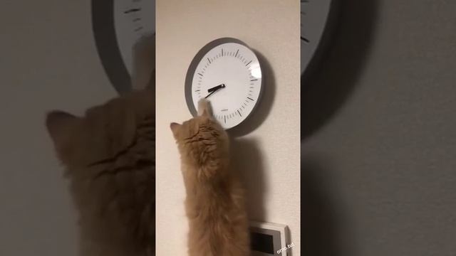 Видео,приколы,юмор,смех смотреть онлайн