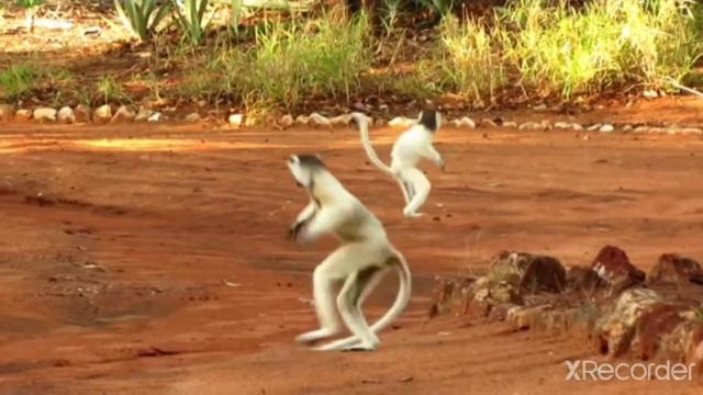 лемуры сифаки смотреть онлайн