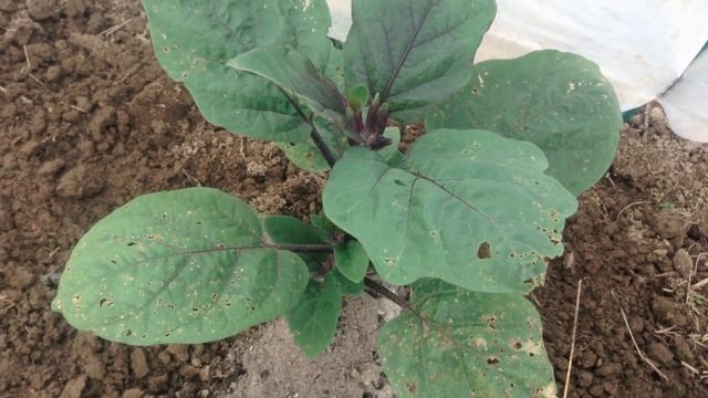 70.Перец и баклажаны  Уход  Борьба с вредителями