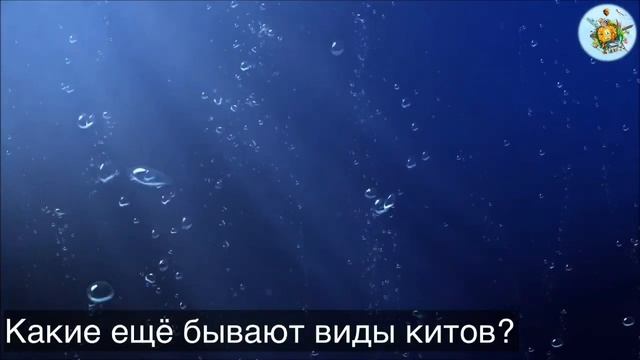 ? КИТ | WHALE?Интересные_ФАКТЫ_про_МОРСКОЕ_ЖИВОТНОЕ?Интересно✨ДЕТКАМ?? смотреть онлайн