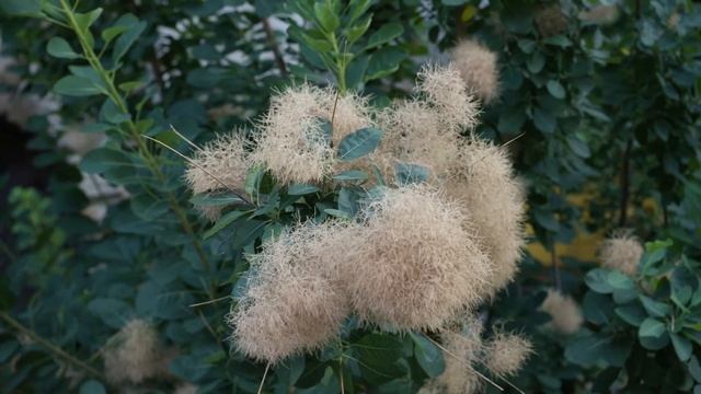 Cotinus Coggygria  - Smoke Tree, Smokebush