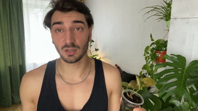 Мои новинки комнатных растений. Сингониумы Дарк, Империал вайт, Пинк сплеш смотреть онлайн