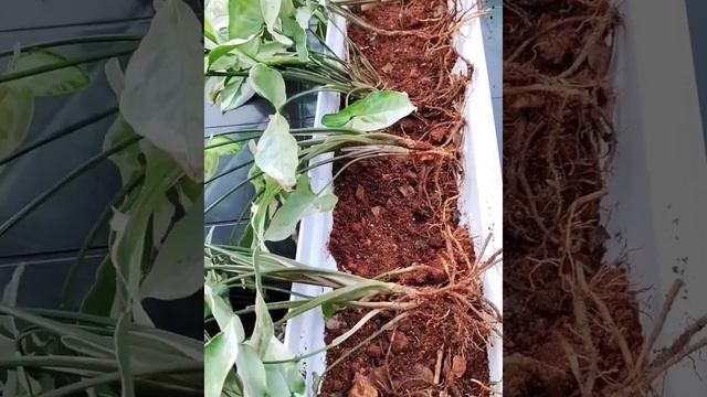 Syngonium Arrow Head Plant Caring |Malayalam | By Family N Frame 🪟 смотреть онлайн