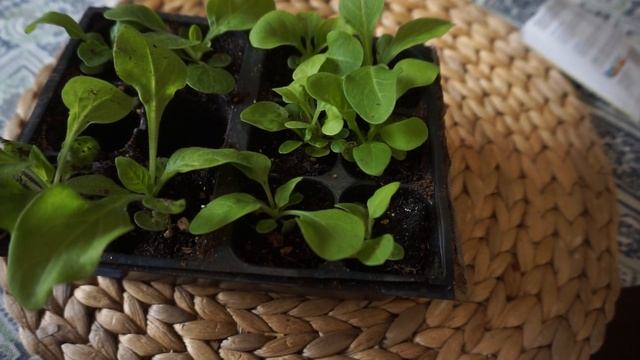 Starting Petunias from Seed смотреть онлайн