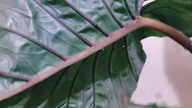 Alocasia Serendipity Variegata | For Sale Plants