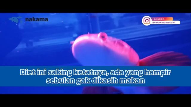 KENAPA TREATMENT CHANNA SELALU DIPUASAIN (MARU, AURANTI, LIMBATA, DAN LAINNYA)