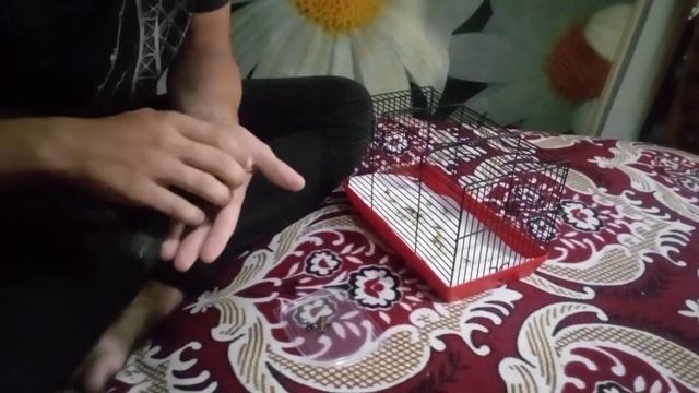 Спасение птенца стрижа | Что ест стриж | Чем питаются стрижи | смотреть онлайн