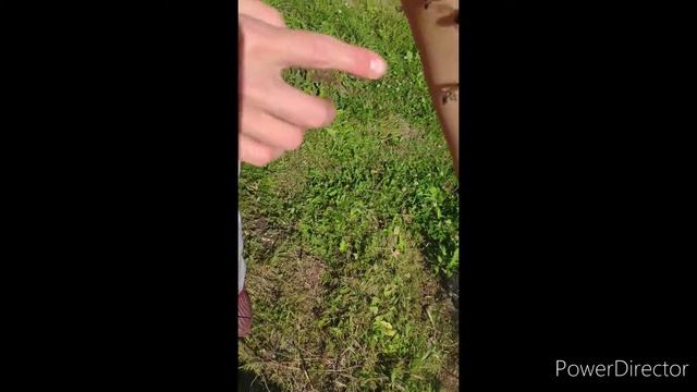 Как сделать пчел ручными. смотреть онлайн