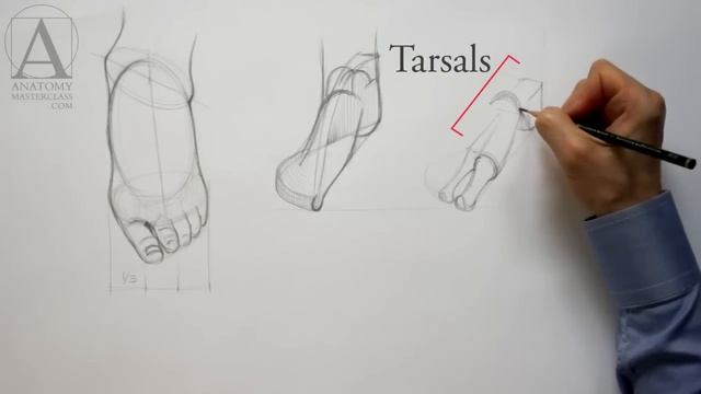 Foot Anatomy - Anatomy Master Class смотреть онлайн