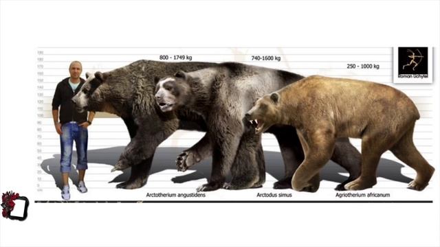 Arctotherium angustidens, Arctodus simus, and Agriotherium africanum size comparison смотреть онлайн