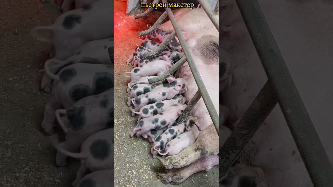 @million_on_pigs #89835488060 #бронь #деревня #pigs #хозяйство #свиноводство #миллион #пьетрен смотреть онлайн