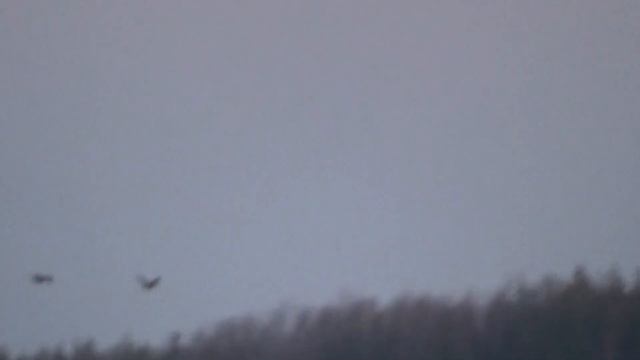 Дикий мир Наш край Мусорный полигон смотреть онлайн