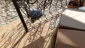 Розы в моём саду. Прекрасные старинные розы)))