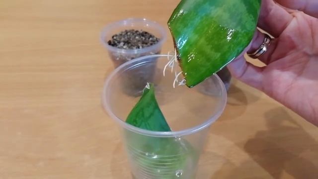 Сансевиерия ханни - размножение листом. Мой опыт смотреть онлайн