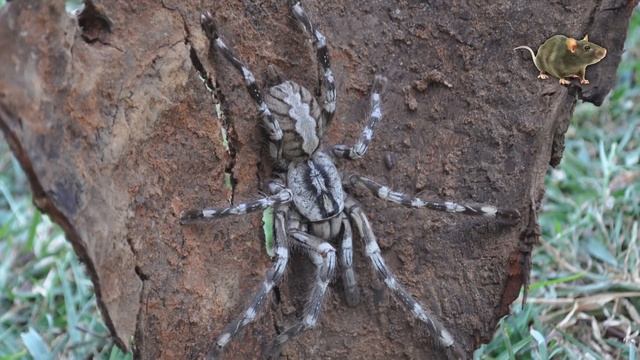 Обнаружен Самый Большой Паук в Мире смотреть онлайн