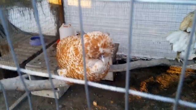 Кучерявая курица "Вова" смотреть онлайн