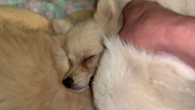 Всем спокойной ночи и самых сладких снов. смотреть онлайн