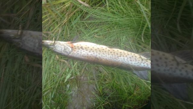 Слайд, фотки мои блёсны. смотреть онлайн