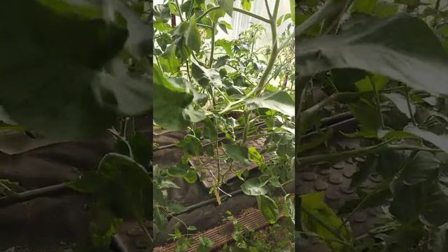 Сорт томата Супер-сладкий жёлтый виноград смотреть онлайн