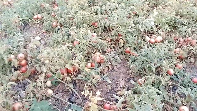 Томат новичок розовый! Обзор сорта. смотреть онлайн