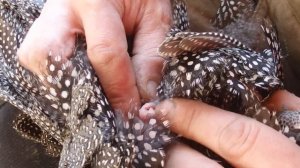 ОПРЕДЕЛЯЕМ ПОЛ У ЦЕСАРОК