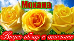 Обзор розы  Мохана (Чайно гибридная) Mohana (Evers Германия, 2006)