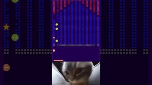 chipi chipi chapa chapa #shorts #cat #cute #chipichipi #коты #милые