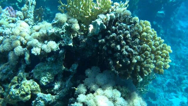 diving red Sea /sharm el Sheikh / Hotel sharm Plaza/ Египет / дайвинг смотреть онлайн