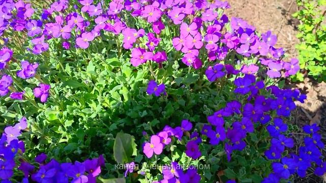 Роскошная капуста обриета, место которой на первом плане цветника смотреть онлайн