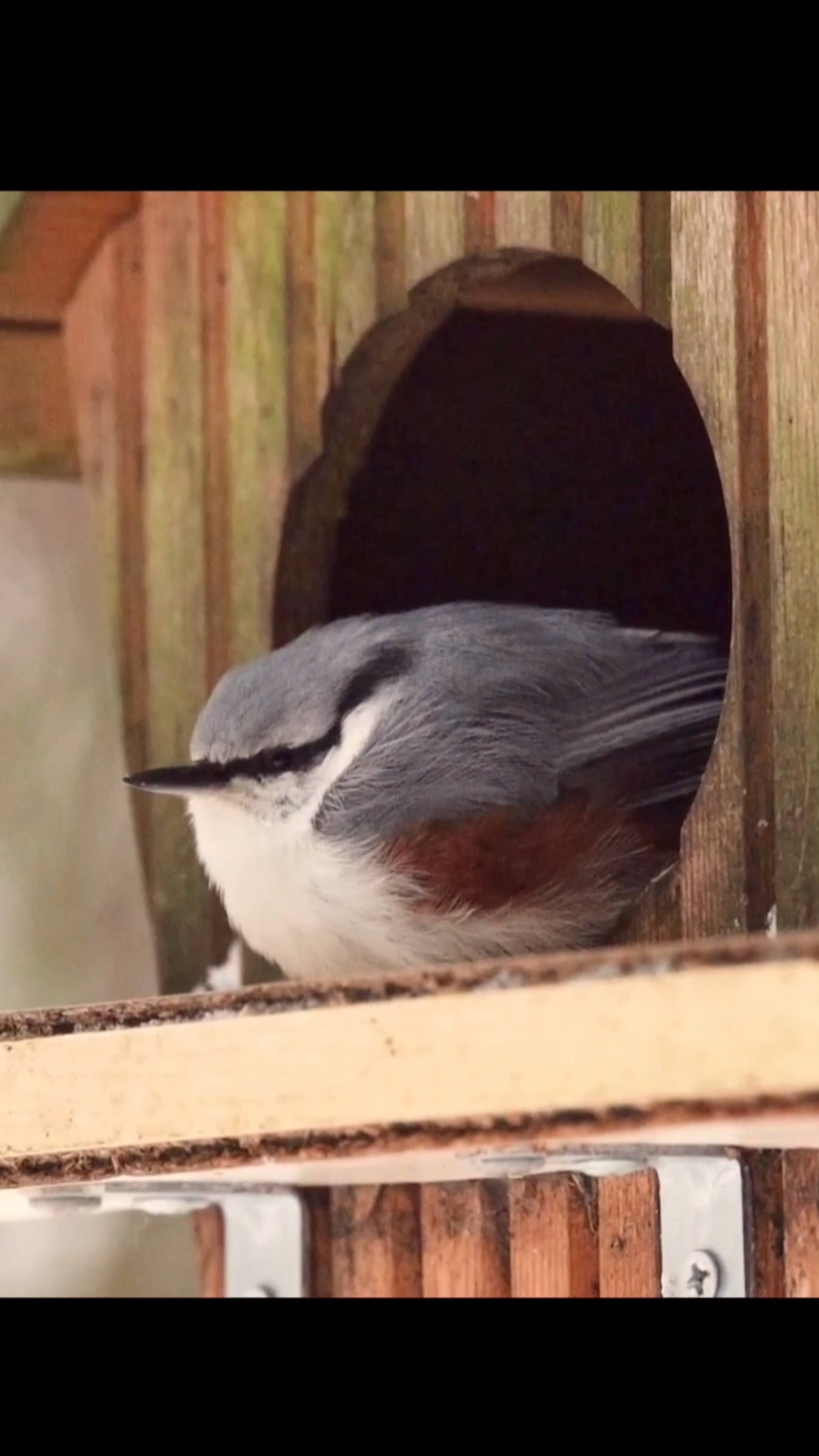 Обыкновенный поползень.