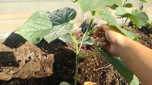 Формирование огурца в один стебель. смотреть онлайн