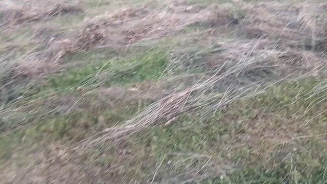 Мотоблок на сінокосі смотреть онлайн