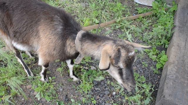 Прикольная коза с бородой Коза ест травку смотреть онлайн