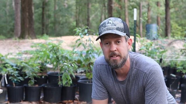 How to Grow Grapefruit Seeds [Without Killing Them] смотреть онлайн