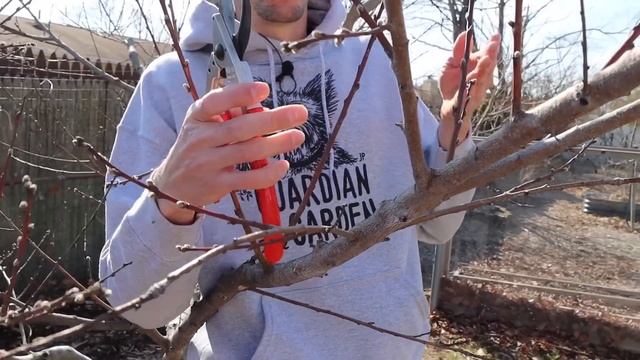How to Prune a Peach Tree in 4 Simple Steps! смотреть онлайн