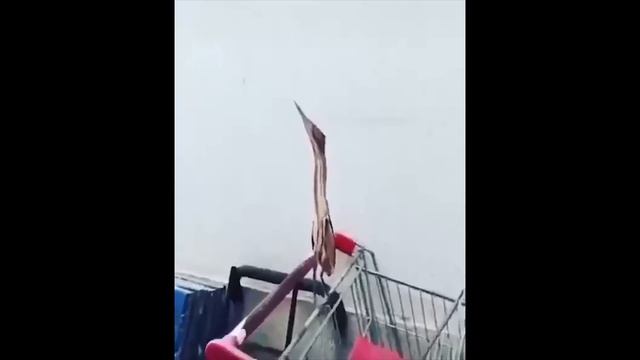 подборка приколов 21