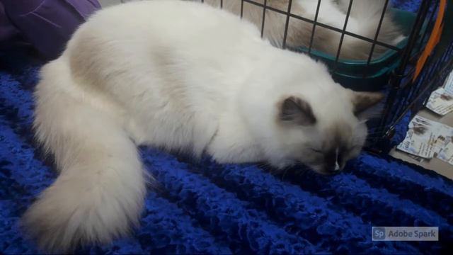 выставка кошек в лайф стайл "Башкирия" смотреть онлайн