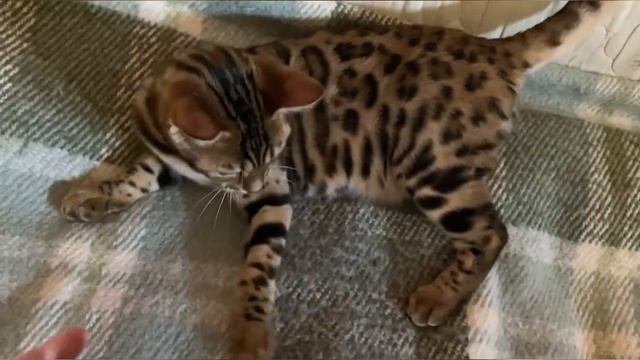 Наша бенгальская кошечка Севилья - ей еще 4 месяца/29.09.23 11:09 смотреть онлайн