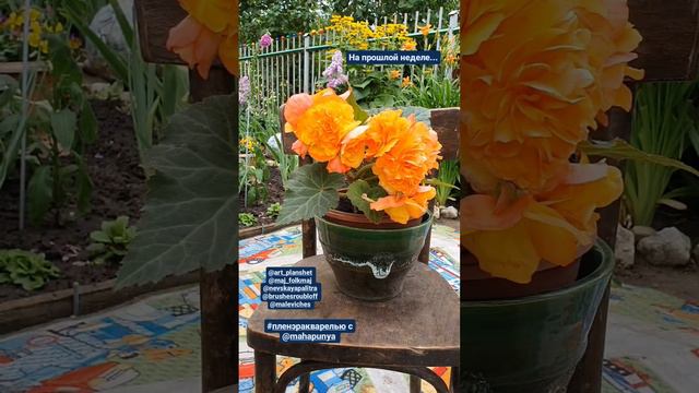 #пленэракварелью#акварель#бегония #бегонияакварелью#lyudmilakomova Пленэр акварелью Бегония 07.07.2 смотреть онлайн