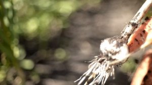 Бастурма домашняя