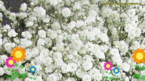 Гипсофила метельчатая на штамбе. Краткий обзор, описание gypsophila paniculata вайт фестиваль