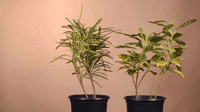 Golden Dust Combo By Inntinn.in смотреть онлайн