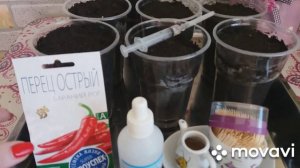 Рассада перца без пикировки! Посев семян.