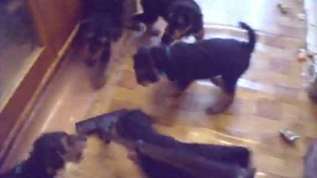 Эрделята и пылесос